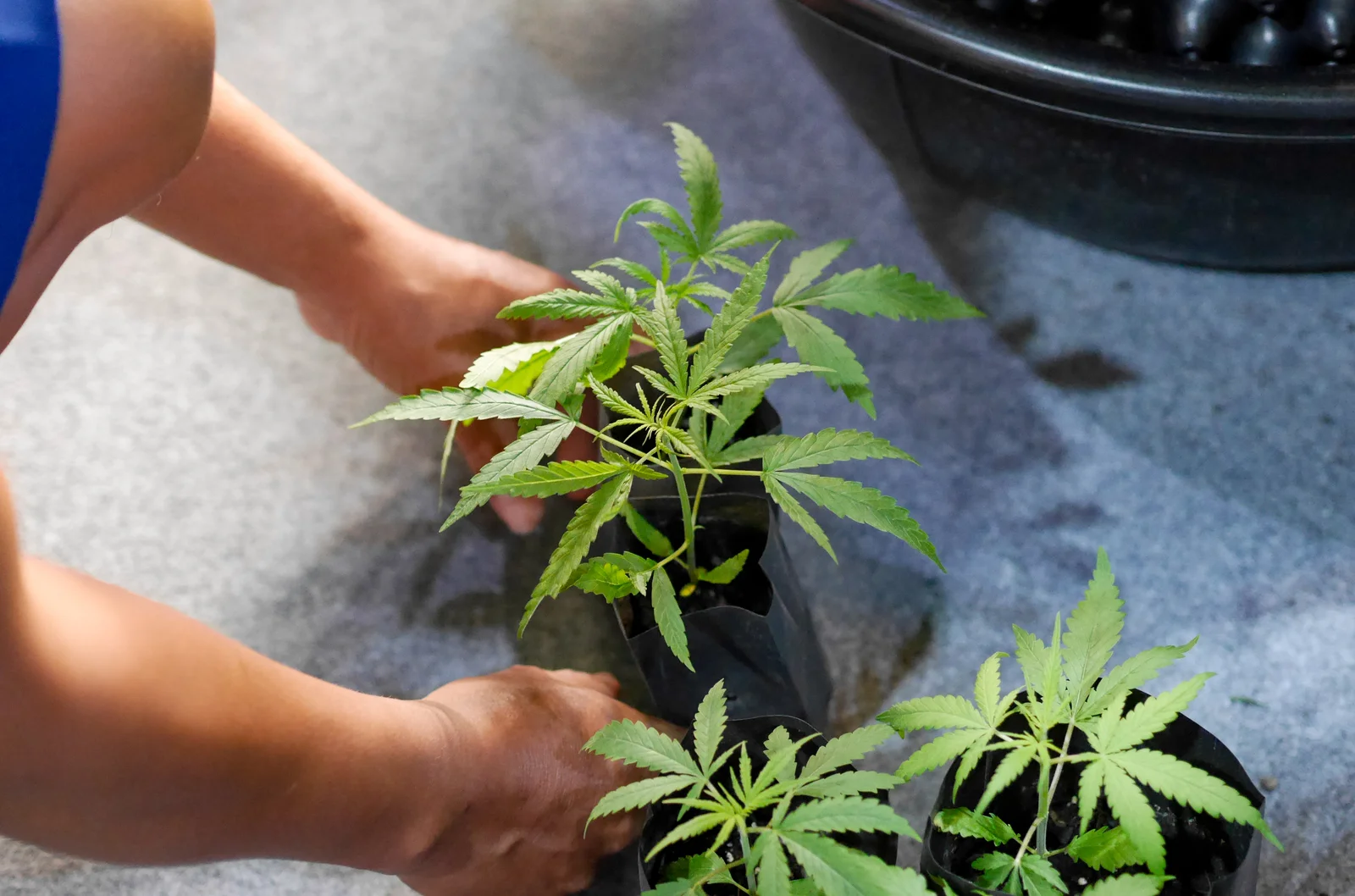 Hands placing young cannabis plants in grow bags, illustrating early cultivation stages that impact the average cannabis plant yield.