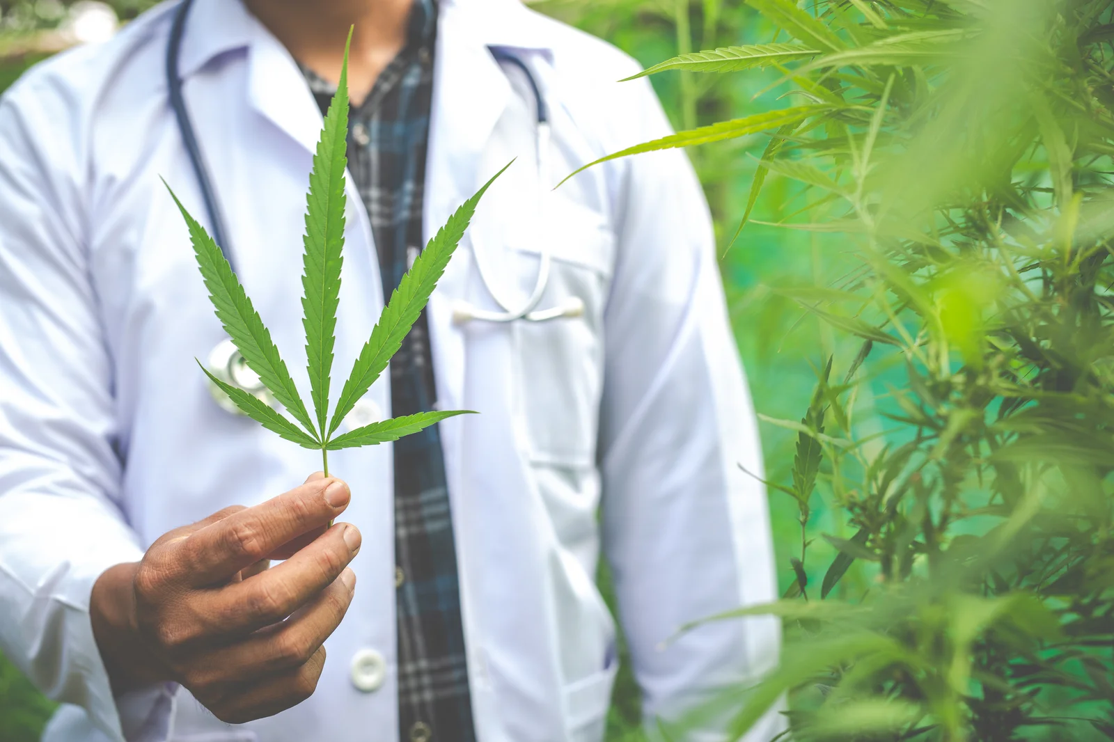 Doctor holding a cannabis leaf in a field, symbolizing medical research on the benefits of cannabis.