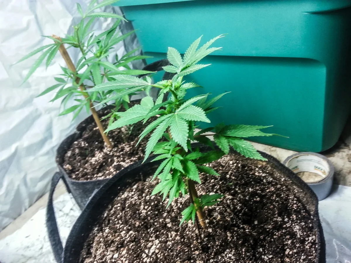 Young cannabis plants growing in fabric pots indoors, emphasizing the importance of maintaining proper humidity for cannabis seedlings.