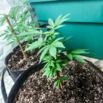 Humidity for Cannabis Seedlings: The Optimal Range for Healthy Early Growth