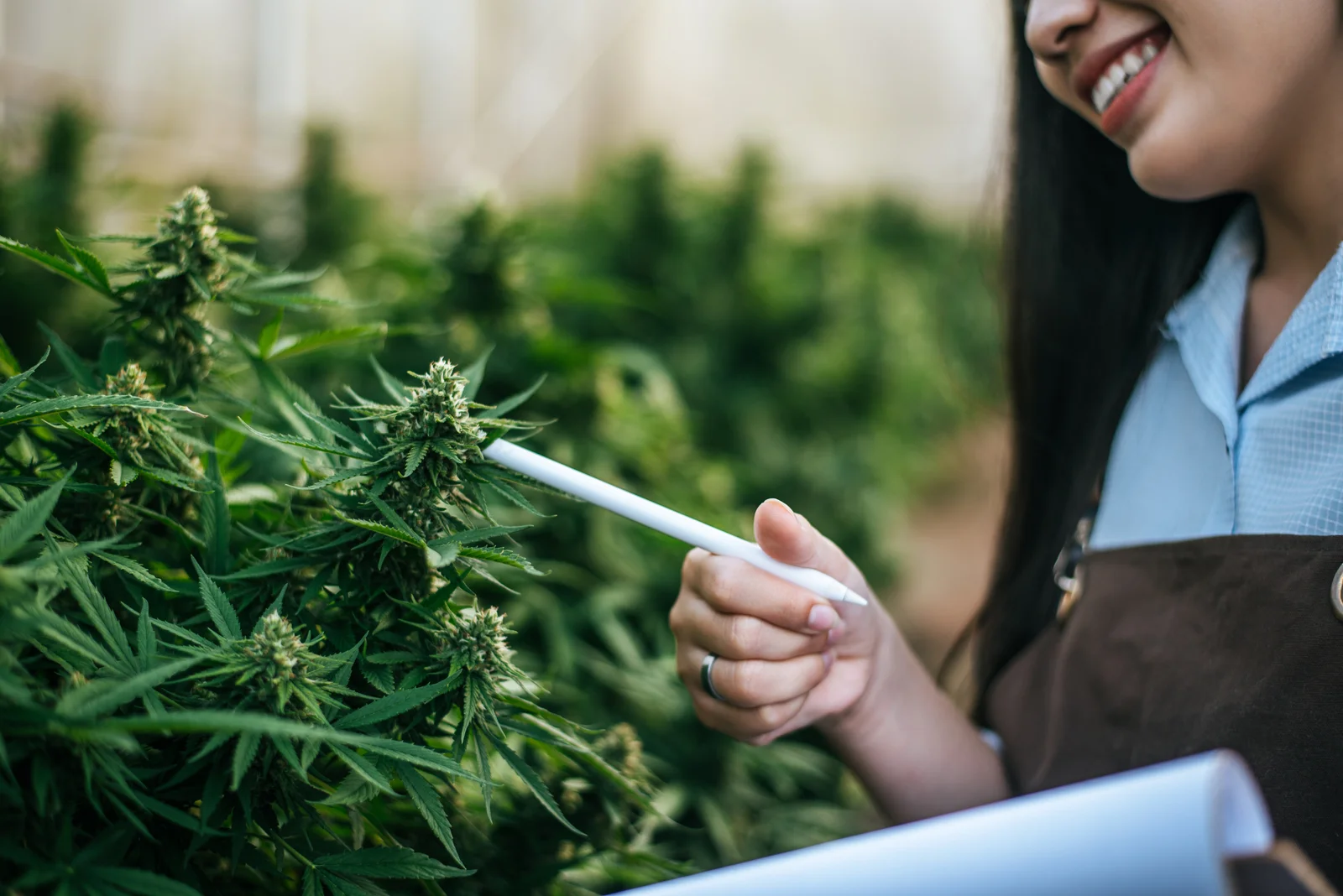 Female researcher inspecting cannabis plants on a farm, ensuring quality control for regulated cannabis distribution.