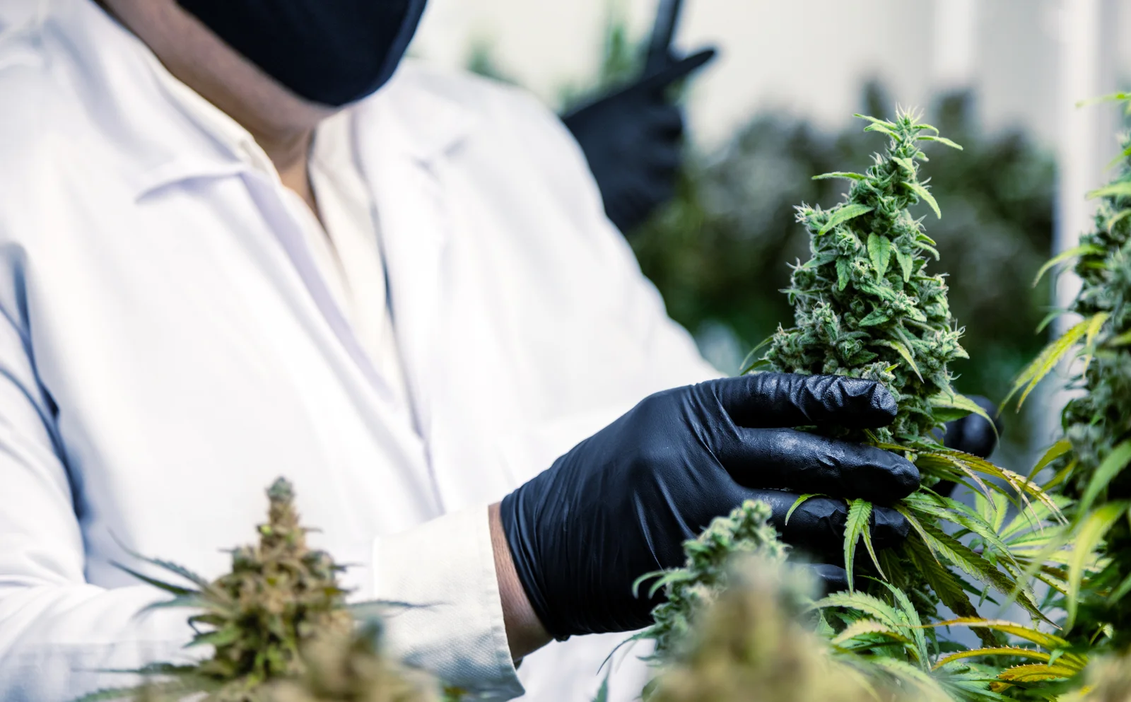 A scientist wearing gloves and a lab coat examining cannabis buds in a controlled facility, assessing quality of medical marijuana strains.