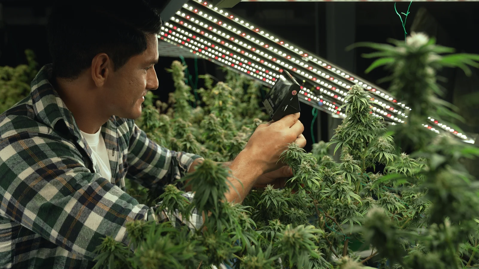 A man in a checkered shirt inspects cannabis plants under LED grow lights with a digital tool, representing advanced indoor cultivation of the Best Yielding Cannabis Strains.
