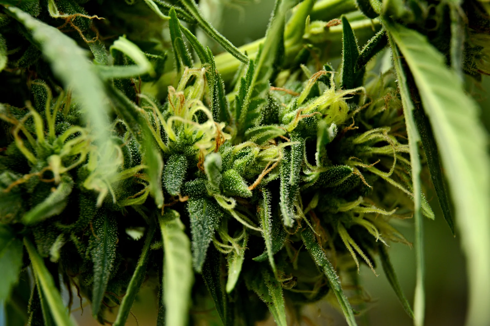 Cluster of cannabis buds and leaves showing early trichome production and dense foliage during the cannabis vegetative stage.