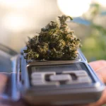 Choosing the Right Scales for Cannabis: Accuracy, Compliance, and Efficiency