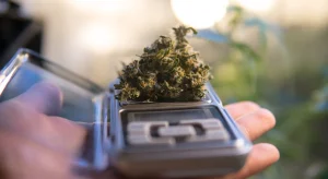 Close-up of a digital scale holding dried cannabis buds, showcasing precision scales for cannabis used by growers and dispensaries.
