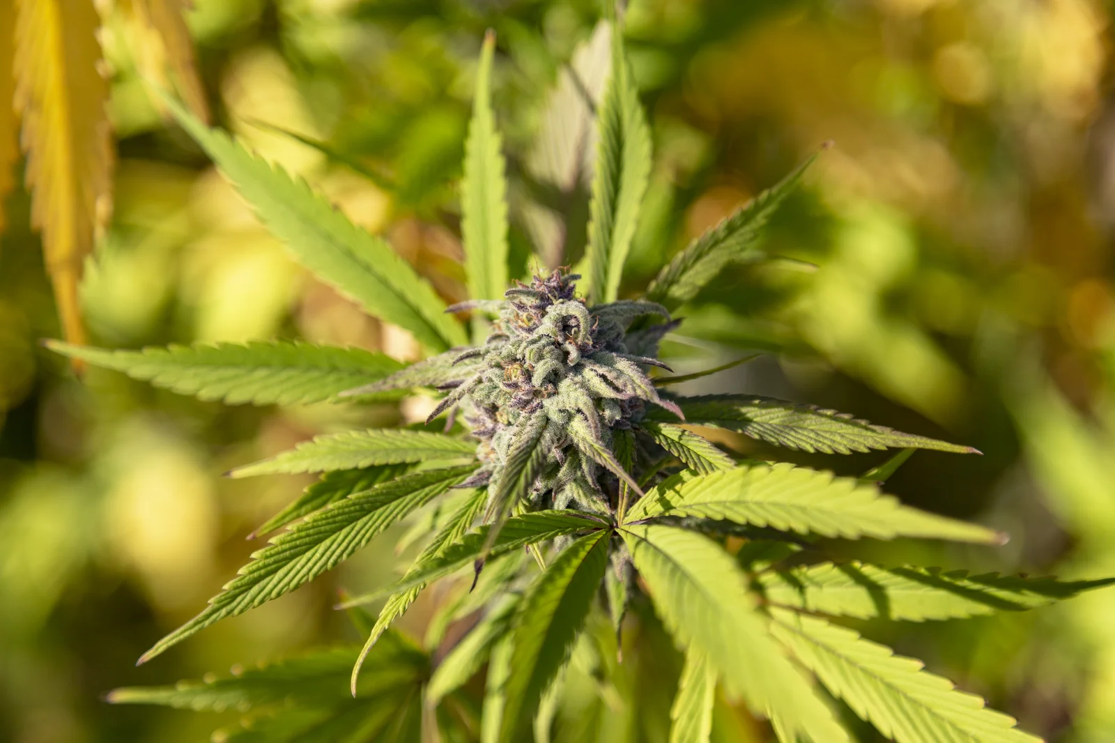 Detailed macro of cannabis bud during the flowering stage, illustrating controlled growth and structure — what is plant steering?