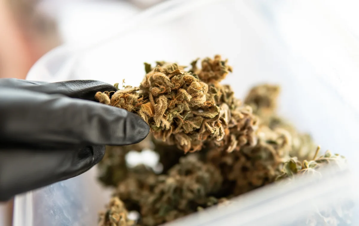 Person handling dried cannabis buds with gloves, demonstrating the drying and curing process for beginners.