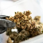 Master the Art of Drying and Curing for Beginners: How to Preserve Flavor, Potency, and Aroma
