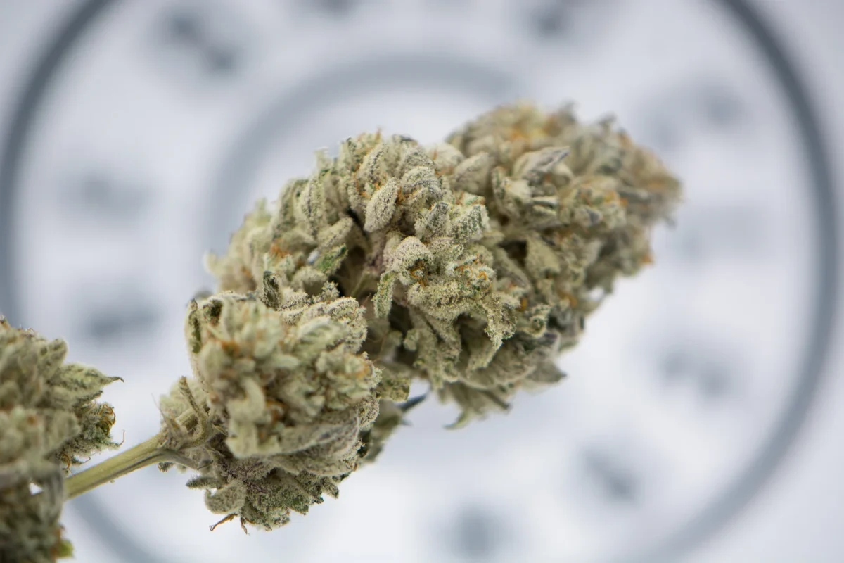 Close-up of frosty cannabis buds on a branch, highlighting dense trichomes — illustrating drying techniques in How to Cure your Buds.