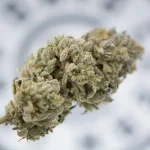 How to Cure Your Buds Perfectly for Maximum Flavor and Potency
