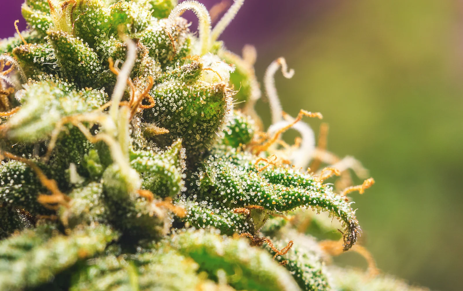 Macro shot of resin-covered cannabis buds, highlighting plant growth and trichome development in the cannabis vegetative stage.