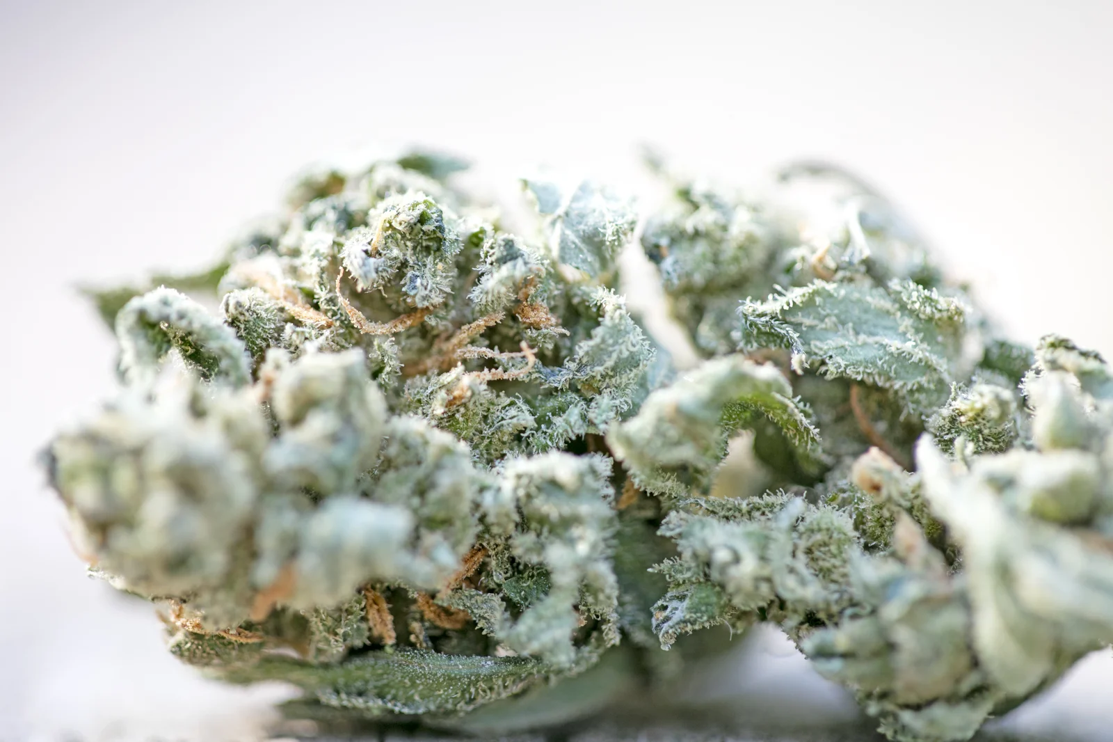 Macro image of a dried cannabis flower with white trichomes against a light background, showing ideal moisture retention for How to Cure your Buds.