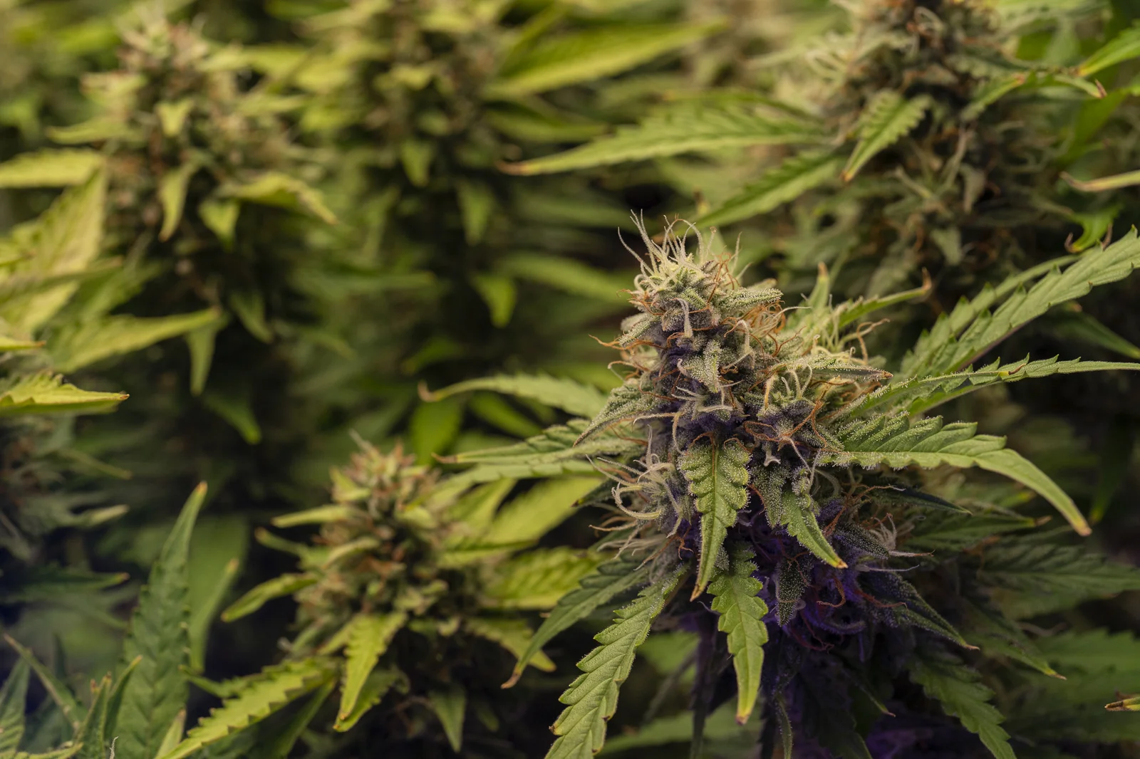 Indoor cannabis plant with dense flowering buds, useful for spotting subtle signs of Cannabis Nutrient Deficiency in mature plants.