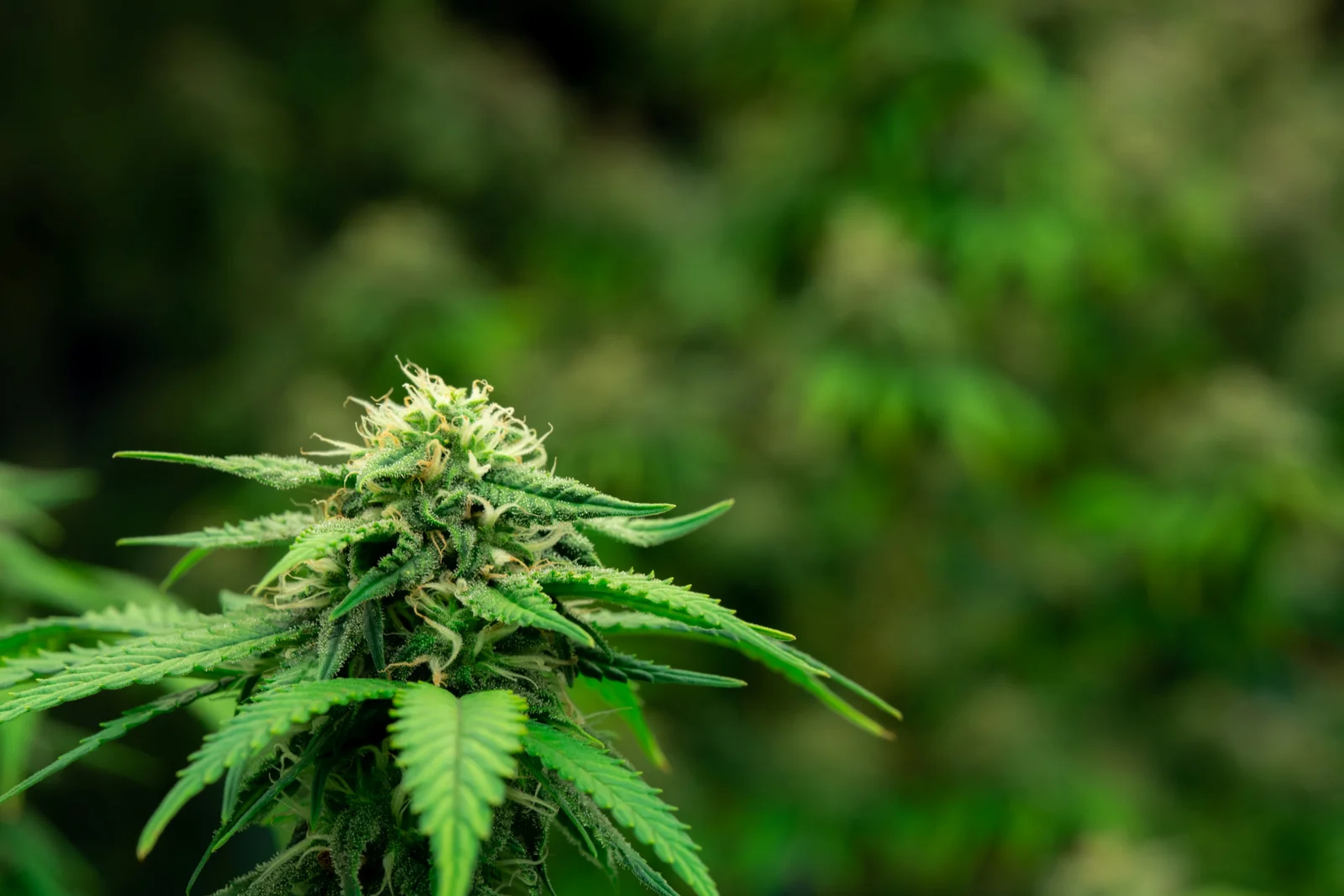 Close-up of a healthy cannabis bud with vibrant green leaves, ideal for comparing against symptoms of Cannabis Nutrient Deficiency.