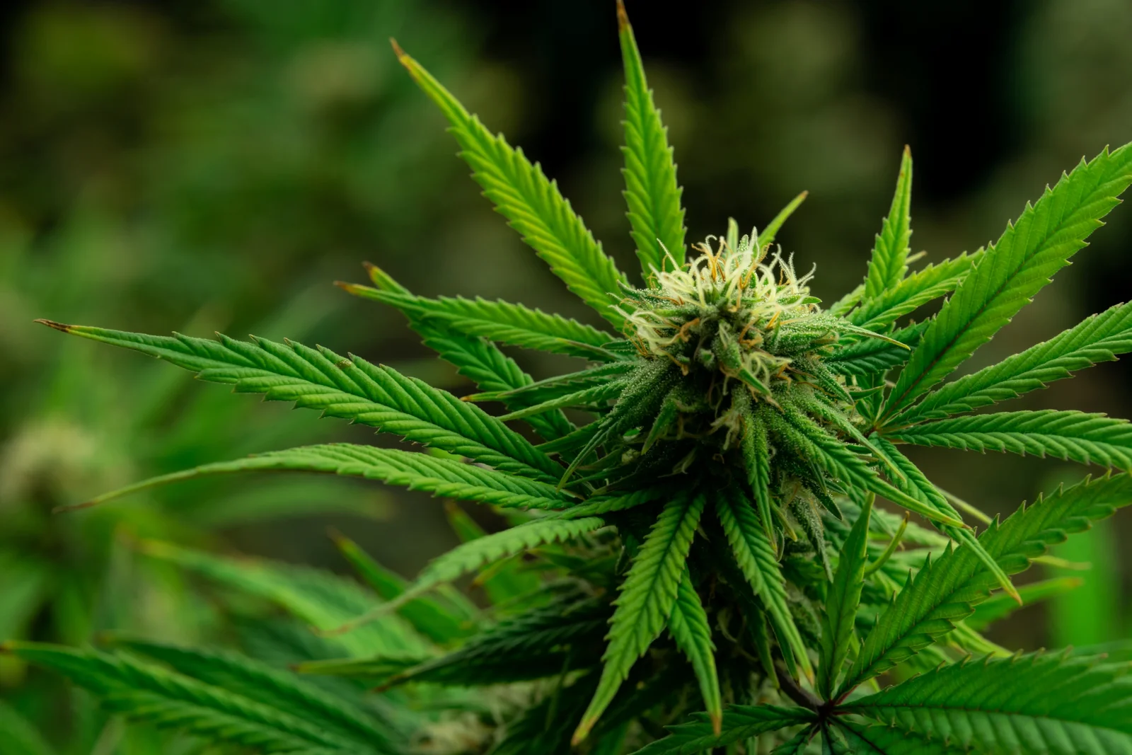 Macro shot of a flowering cannabis bud with trichomes, thriving thanks to the Best Nutrients for Growing Cannabis in a controlled indoor farm.