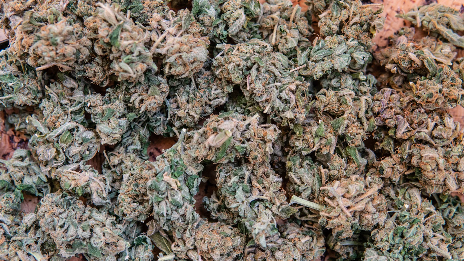 Close-up of dried cannabis buds illustrating proper drying and curing techniques for beginners.