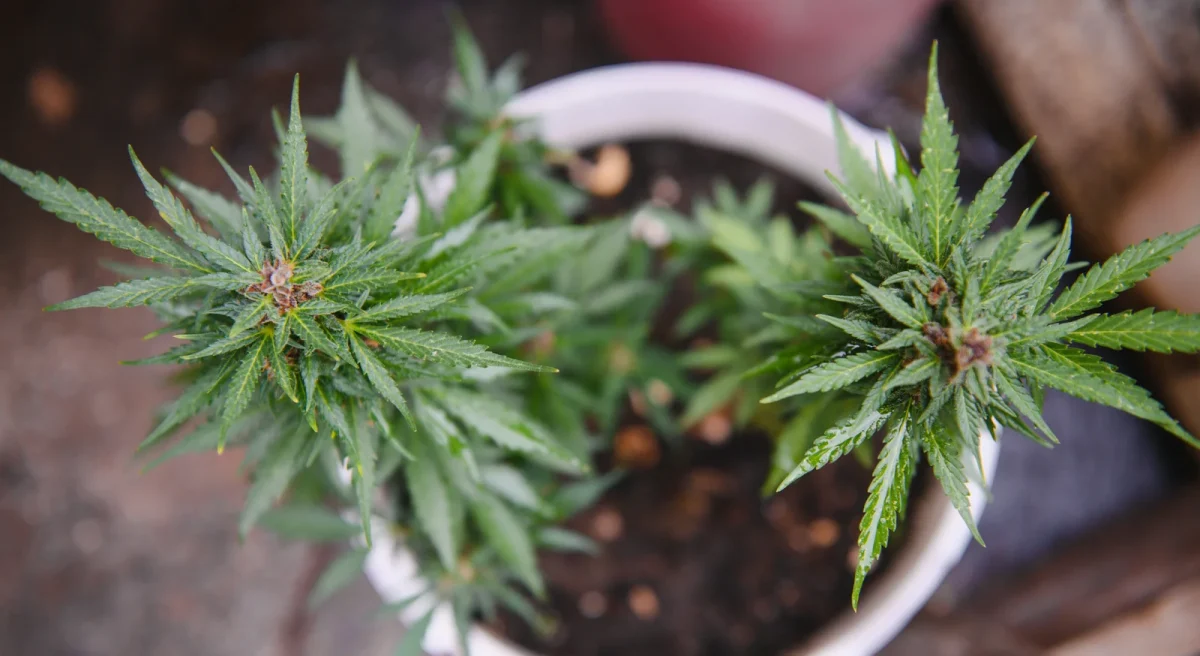 Top view of cannabis plants growing in a pot, showing early signs that can help identify and prevent Cannabis Nutrient Deficiency.