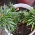 Top Signs of Cannabis Nutrient Deficiency and How to Fix Them Before It’s Too Late