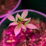 Advanced Cannabis Growing Techniques: Expert Strategies for Maximum Yield and Quality