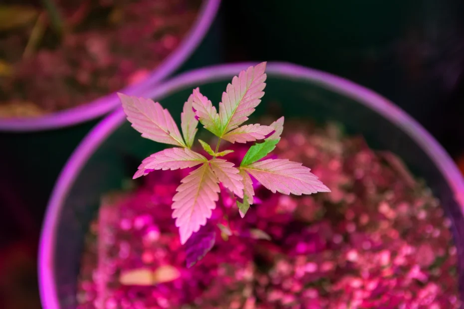 Close-up of a small cannabis seedling under pink LED grow lights, showcasing controlled lighting methods for advanced cannabis growing.
