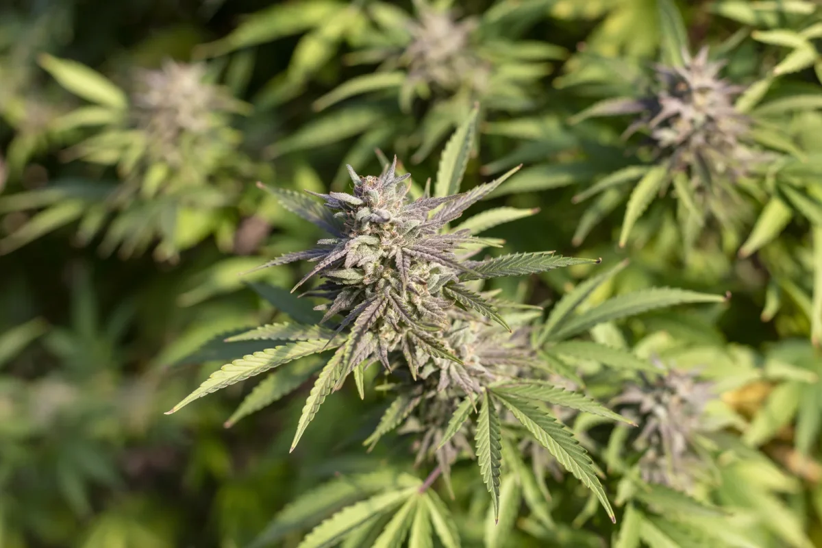 Close-up view of a healthy flowering cannabis plant outdoors, showing how growth patterns respond to cultivation methods — what is plant steering?