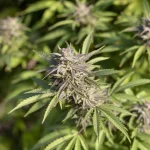 What Is Plant Steering? The Science Behind Controlling Cannabis Growth and Quality