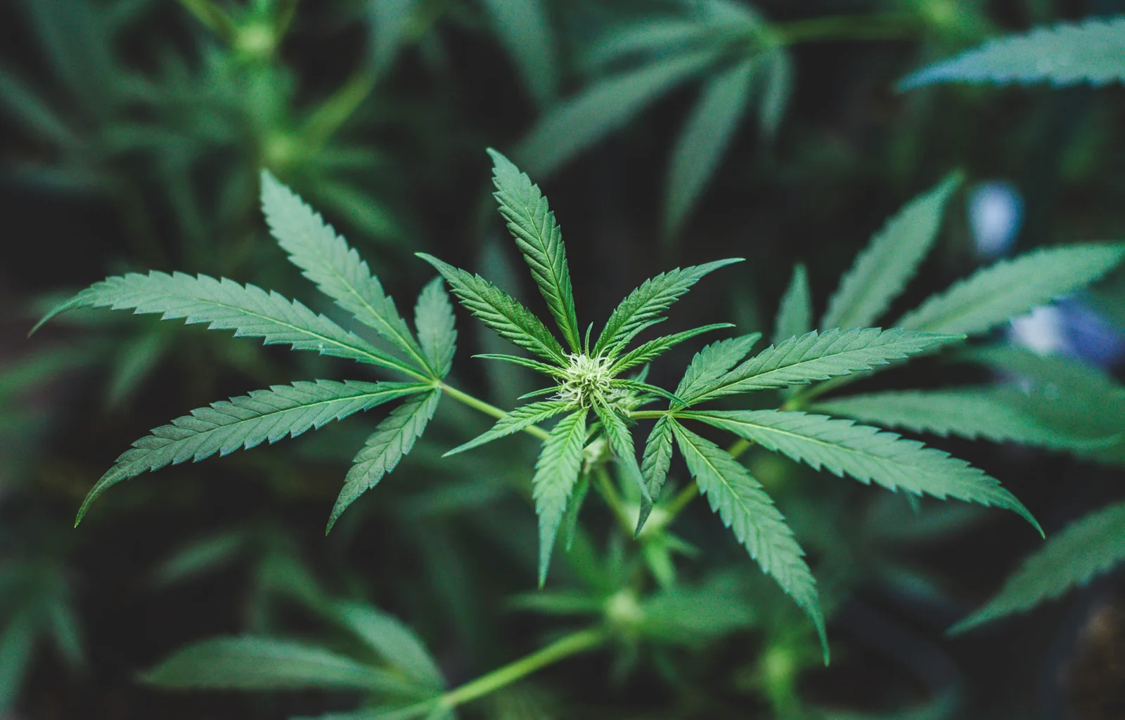Young cannabis plant with vibrant green leaves, cultivated indoors with the Best Nutrients for Growing Cannabis to boost early development.