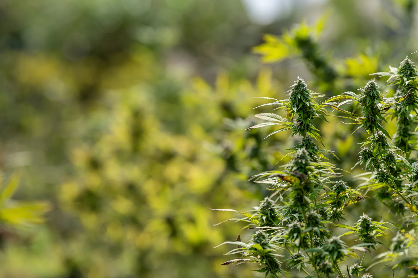 Rows of healthy cannabis plants in full bloom outdoors, showcasing the mature cannabis growth stage before harvest.