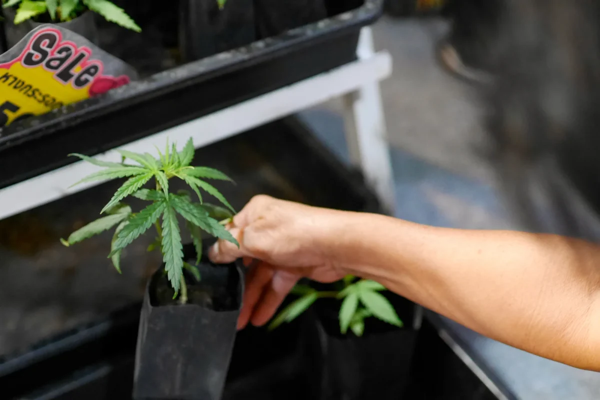 Person selecting a young cannabis plant for cultivation, representing growth and investment opportunities in Emerging Cannabis Markets.