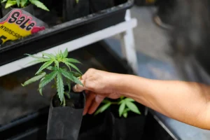 Person selecting a young cannabis plant for cultivation, representing growth and investment opportunities in Emerging Cannabis Markets.