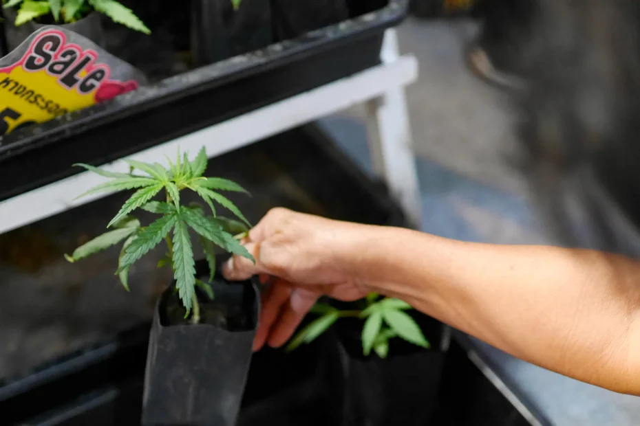 Person selecting a young cannabis plant for cultivation, representing growth and investment opportunities in Emerging Cannabis Markets.
