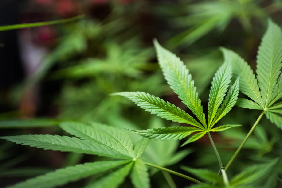 Close-up of healthy green cannabis leaves in natural light, showing strong growth supported by the Best Nutrients for Growing Cannabis.
