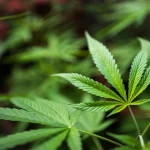 The Best Nutrients for Growing Cannabis: A Complete Guide for Every Stage