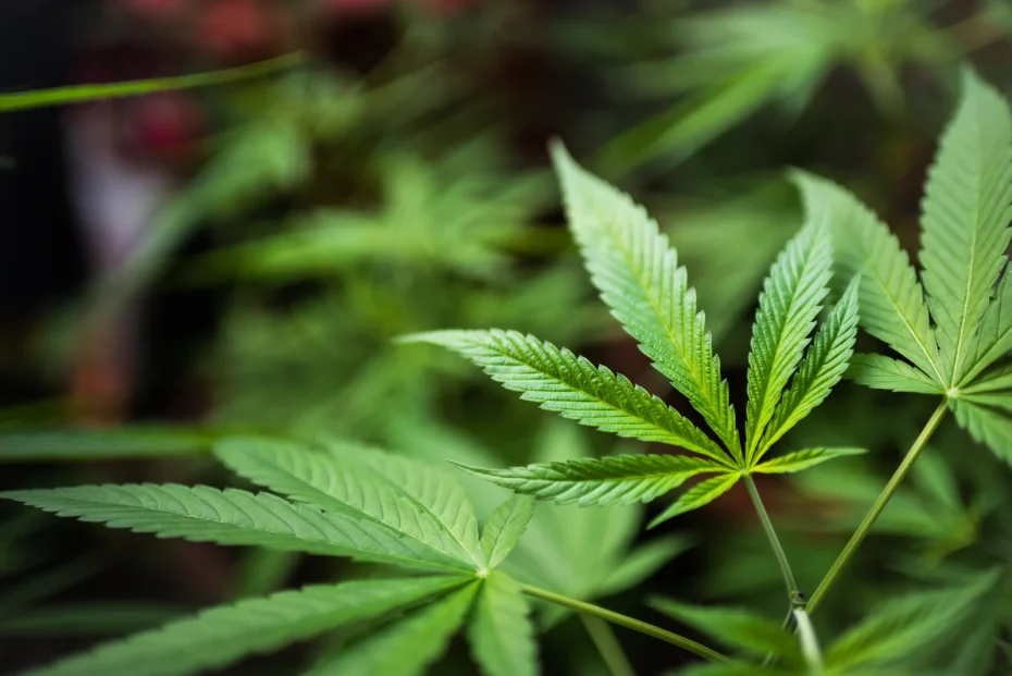 Close-up of healthy green cannabis leaves in natural light, showing strong growth supported by the Best Nutrients for Growing Cannabis.