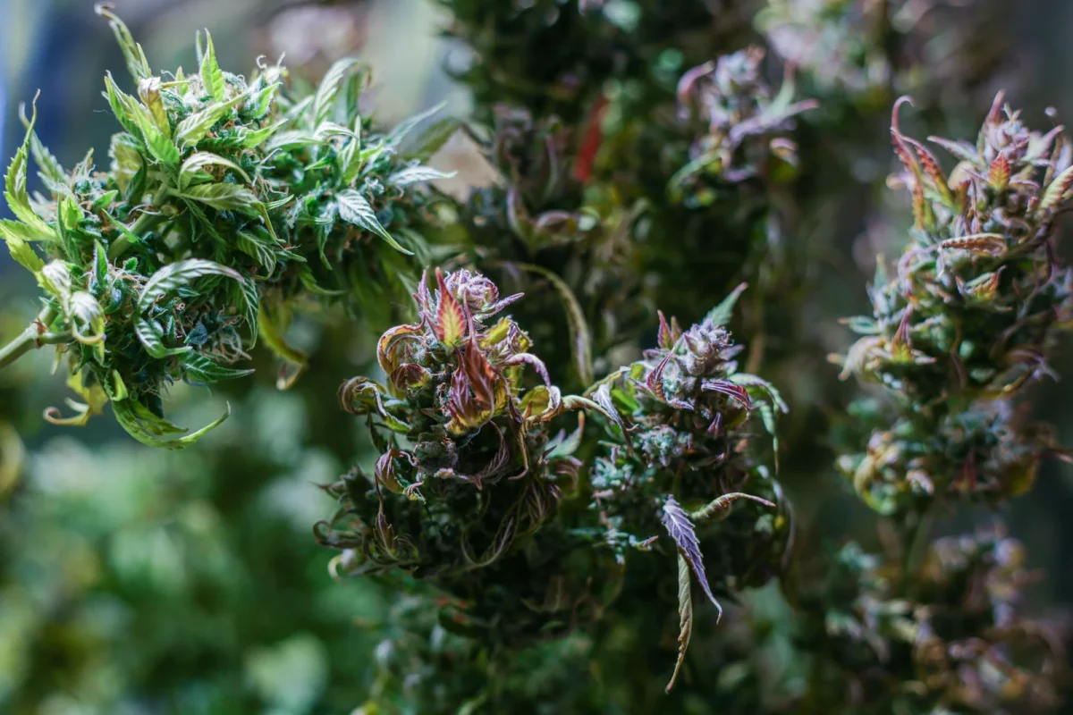 Close-up of cannabis plants with healthy green leaves and buds forming during the cannabis vegetative stage.