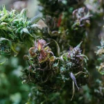 Cannabis Vegetative Stage Explained: How to Boost Growth and Prepare for Flowering