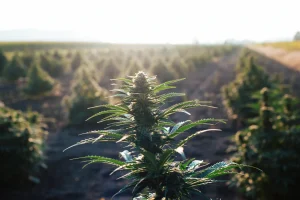 Cannabis plant growing in a sunny outdoor field, representing the flowering phase in the cannabis growth stage.