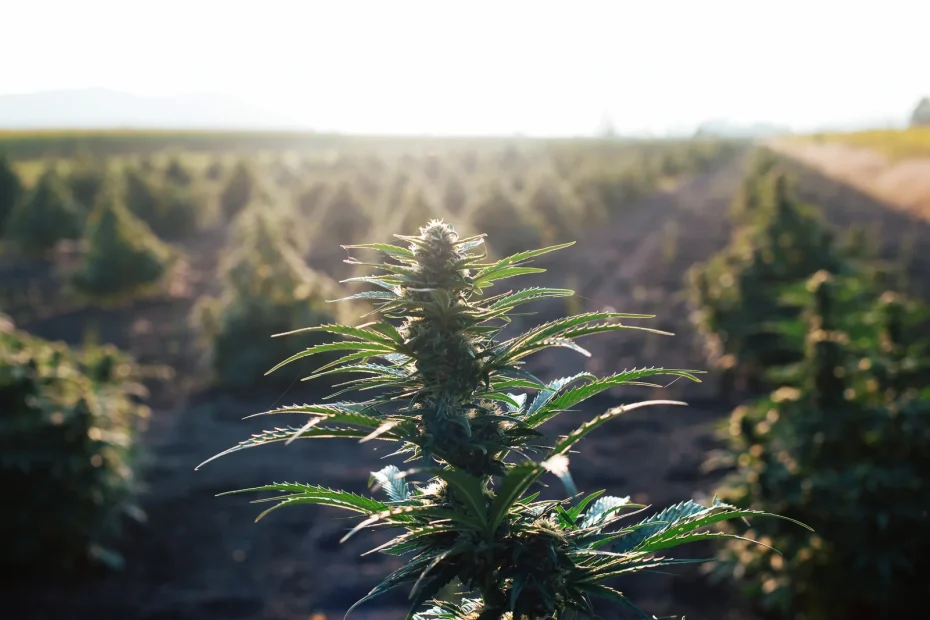 Cannabis plant growing in a sunny outdoor field, representing the flowering phase in the cannabis growth stage.