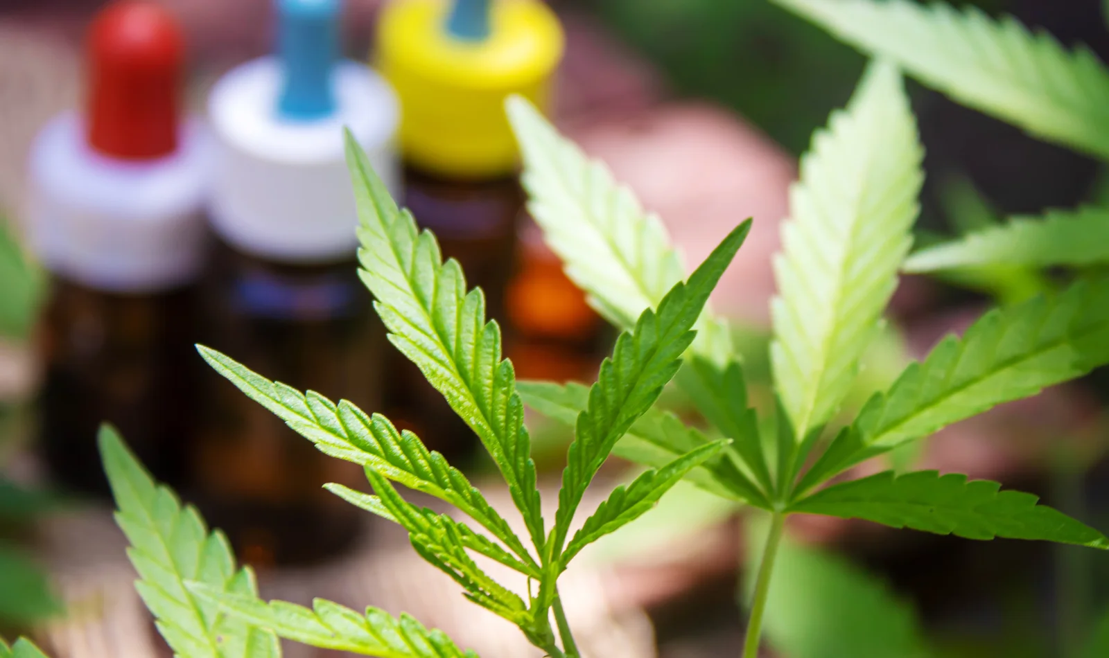 Close-up of healthy green cannabis leaves with small tincture bottles blurred in the background, highlighting plant wellness associated with a cannabis nutrient kit.