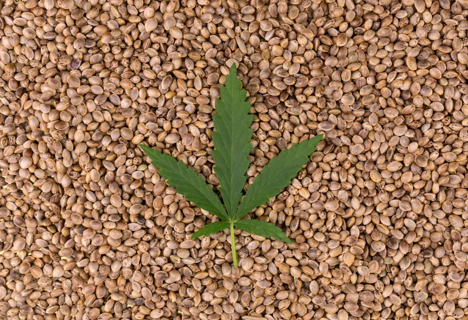 Cannabis leaf placed over a large pile of hemp seeds, representing germination issues like cannabis seedling brown spots.