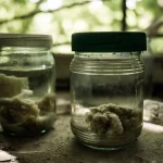 Unveiling the Alchemy: How Fermentation is Revolutionizing Cannabinoid Synthesis and Sparking a Green Frontier