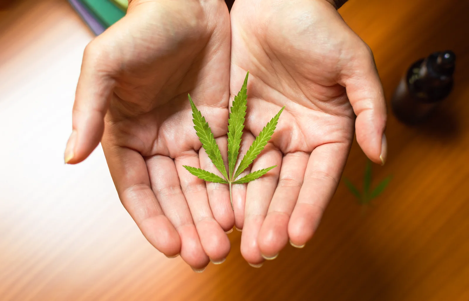 A pair of hands holding a fresh cannabis leaf, symbolizing healthy plant development supported by optimal CO2 levels for cannabis cultivation.