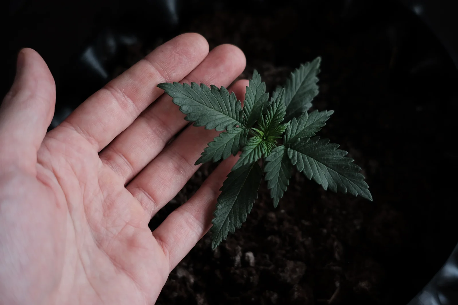 A hand gently holding a small cannabis seedling above soil, demonstrating plant care concepts connected to how do rooting hormones work for root formation.