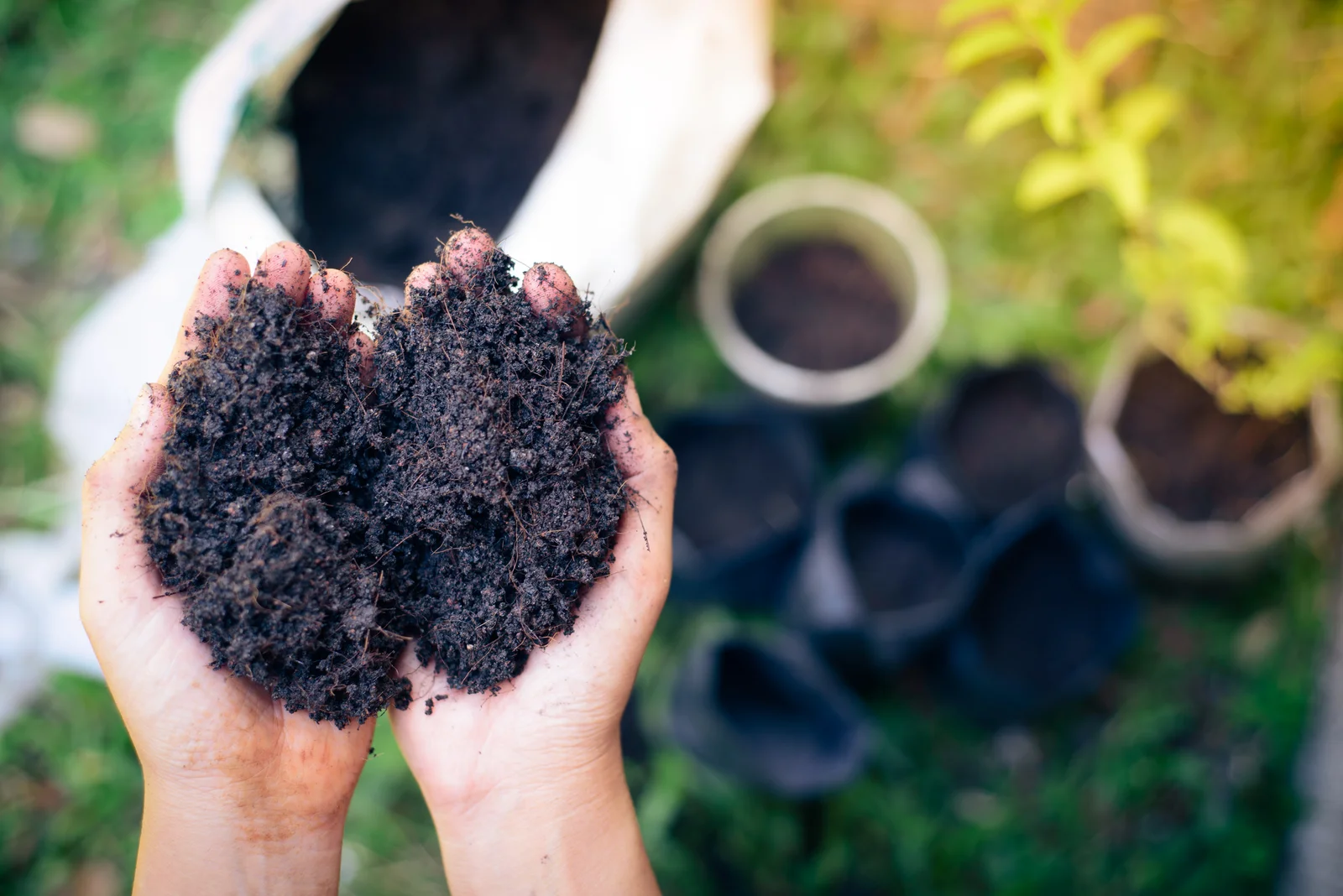 Hands holding rich, dark soil in a garden, representing natural nutrients used when choosing the best organic fertilizer for seedlings.