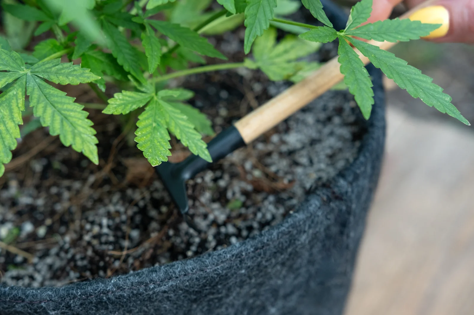Close-up of a small gardening tool used to care for a cannabis plant in a pot, highlighting soil preparation and timing for when to plant cannabis.
