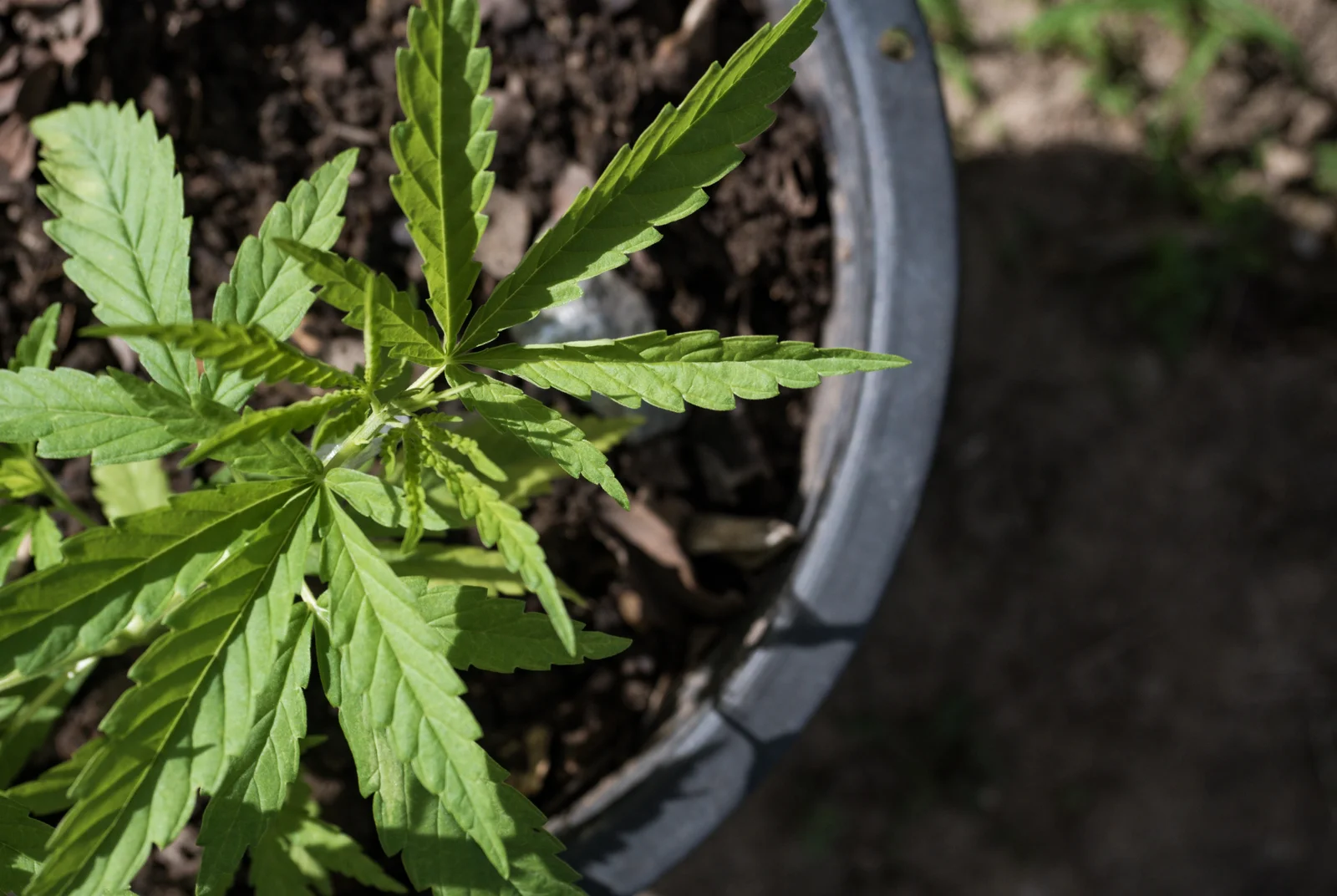 Top view of a young cannabis plant growing in a pot, showing early growth stages tied to understanding how do rooting hormones work in plant propagation.