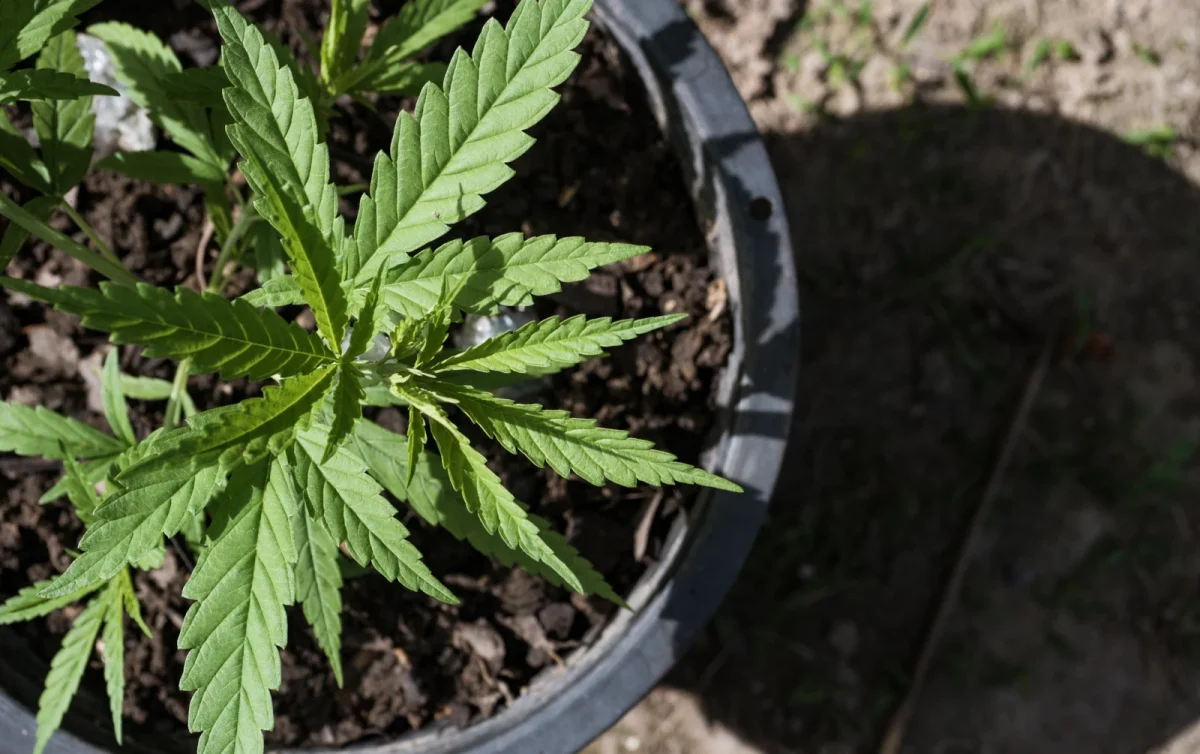 Top view of a young cannabis plant growing in a pot, nourished with organic cannabis nutrients for sustainable farming.