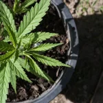 Unlocking the Secret Garden: The Revolutionary Impact of Organic Cannabis Nutrients on Plant Alchemy