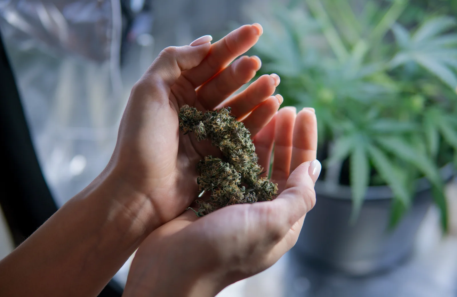 A person holding dried cannabis buds in their hands with plants in the background, illustrating how proper CO2 levels for cannabis impact flower quality and yield.